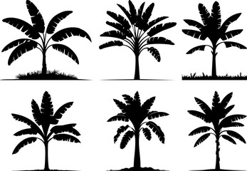 Fototapeta premium Banana Tree Silhouette for Nature and Agriculture Design