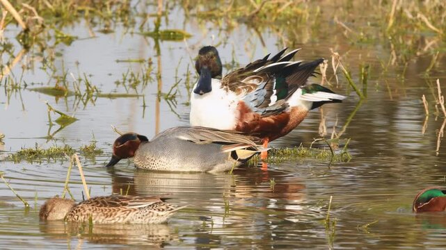 Full shot of Northern shoveler shoveller or Anas clypeata or Spatula clypeata eurasian teal common teal anas crecca gadwall at keoladeo national park or bharatpur bird sanctuary rajasthan india