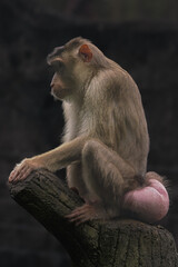 Obraz premium Southern pig-tailed macaque (Macaca nemestrina) at Taiping Zoo and Night Safari Malaysia. This is a medium-sized monkey that lives in southern Thailand, Malaysia and Indonesia, 17 February 2025
