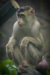 Naklejka premium Southern pig-tailed macaque (Macaca nemestrina) at Taiping Zoo and Night Safari Malaysia. This is a medium-sized monkey that lives in southern Thailand, Malaysia and Indonesia, 17 February 2025