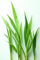Obraz premium A row of long and slender green leaves against a stark white surface, simple, botanical