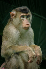 Fototapeta premium Southern pig-tailed macaque (Macaca nemestrina) at Taiping Zoo and Night Safari Malaysia. This is a medium-sized monkey that lives in southern Thailand, Malaysia and Indonesia, 17 February 2025