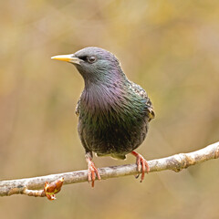 common starling (Sturnus vulgaris) sitting on a branch