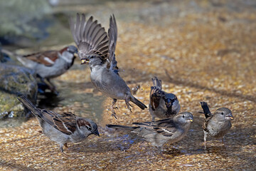 house sparrows, Passer domesticus