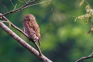 Asian barred owlet