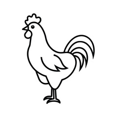 rooster isolated on white background