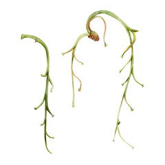 Obraz premium Tree, flower, berry or bush raceme. Long plant stem branch twig cluster hand drawn in watercolor, late autumn or winter, early spring. Botanical isolated illustration element. Gardening, florist shop.