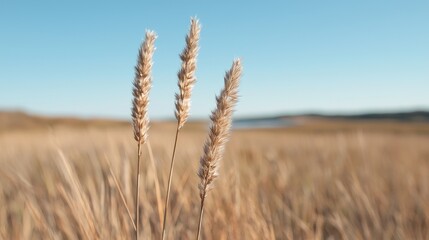 Fototapeta premium Golden wheat field, lake background, autumn harvest, nature