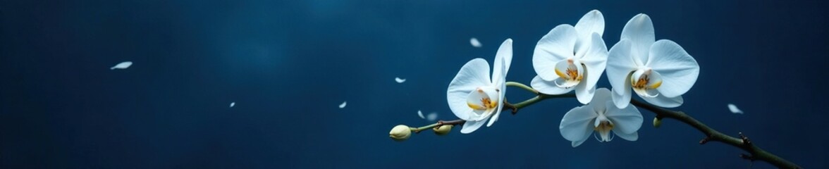 Fototapeta premium Dark blue background with an unfolding white orchid branch and loose petals, nature photography, blossom