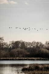 beautiful goose landscape pretty bird fly