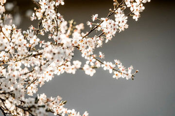 beautiful blossom in spring time pretty white nature 