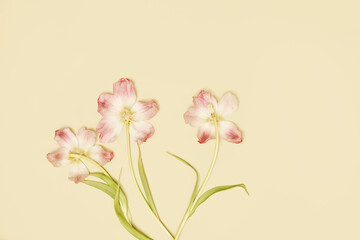 Delicate pink and white flowers with green leaves arranged on a soft yellow background in a serene display