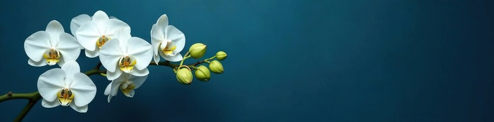 Fototapeta premium White orchid branches in a loose, organic arrangement on a dark blue background, floral, greenery, orchid branch