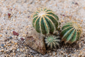 Close-up photo of green watermelon cactus (Parodia magnifica)