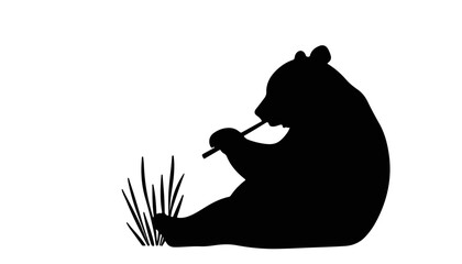 Silhouette of a bear eating grass