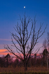 Kolorowe niebo przed wschodem słońca o świcie nad horyzontem w zalesionym terenie © KoLesfot