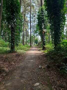 a path in a calm and cool pine forest