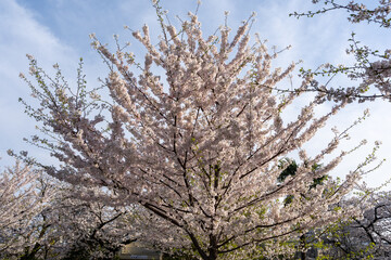 cherry blossoms Yokohama