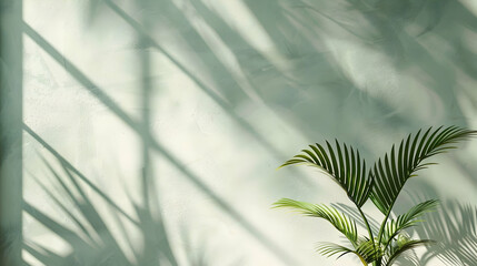 Lush green palm plant casting soft shadows on a textured light wall in a serene indoor setting