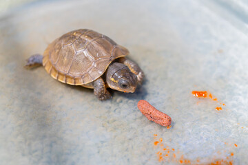 餌を食べるミツユビハコガメのベビー