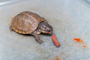 餌を食べるミツユビハコガメのベビー
