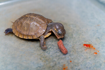 餌を食べるミツユビハコガメのベビー