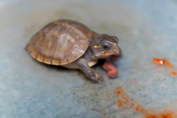 餌を食べるミツユビハコガメのベビー