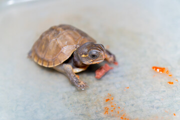 餌を食べるミツユビハコガメのベビー
