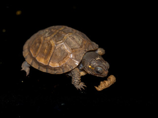 餌を食べるミツユビハコガメのベビー