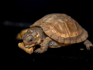 餌を食べるミツユビハコガメのベビー
