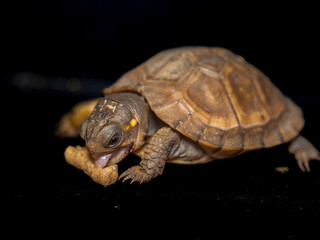 餌を食べるミツユビハコガメのベビー