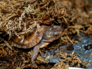 水苔に潜るミツユビハコガメのベビー