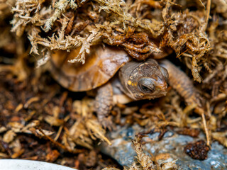 水苔に潜るミツユビハコガメのベビー