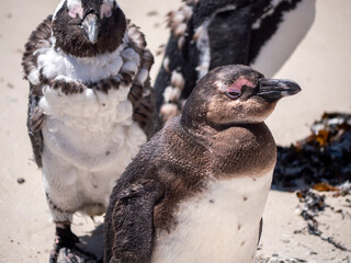 Naklejka premium Des manchots juvéniles