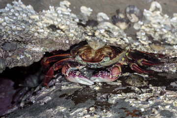 Rock Crab Sheltering in Coastal Crevice - Purple Rock Crab (Leptograpsus variegatus)