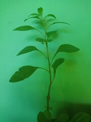 green plant on black background