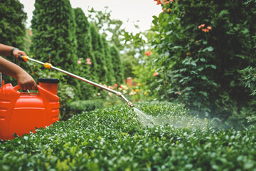 Gardener spraying plants with a red pressure sprayer in a lush green garden. Pest control,...