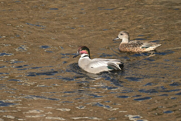 ヨシカモ Falcated Ducl