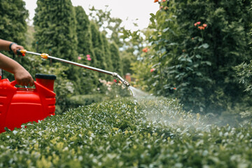 Gardener spraying plants with a red pressure sprayer in a lush green garden. Pest control, fertilization, or watering process for healthy plant growth and maintenance © shine.graphics