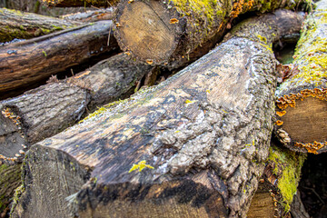 Frost and ice cover stacked oak and beech logs, creating a cold, textured winter scene. The cut tree trunks show detailed rings and bark, while shimmering ice crystals highlight the frozen woodland en