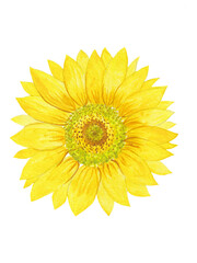 Naklejka premium Sunflower flower painted with watercolors. Bright yellow flower.
