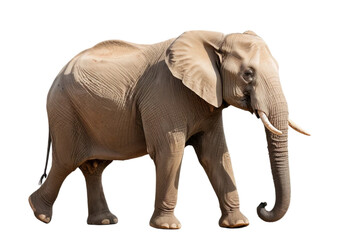 Obraz premium elephant isolated on transparent background