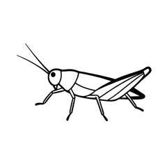 grasshopper isolated on white background