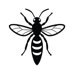 fly isolated on white background