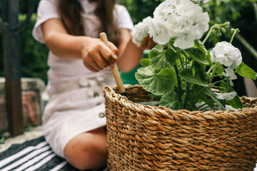 Gardener watering white geraniums in a woven basket planter with a black metal watering can,...