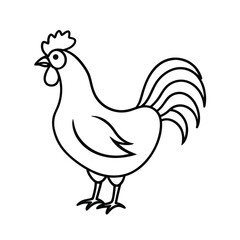 rooster isolated on white background