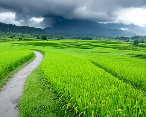 Fototapeta premium Serene rice paddy field, with a path, under cloudy skies. Farming landscape