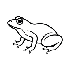 frog on white background