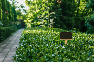 Blank wooden garden sign with a black chalkboard surface placed among green bushes. Customizable...