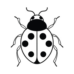 ladybug on white background